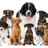TOUCHSCREEN Happy Hugos HUNDESHOP