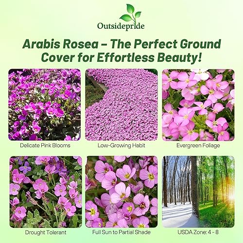 Miniatura 9 de Outsidepride Semillas de plantas de trébol molerante de roca blanca perenne arábiga 100 semillas