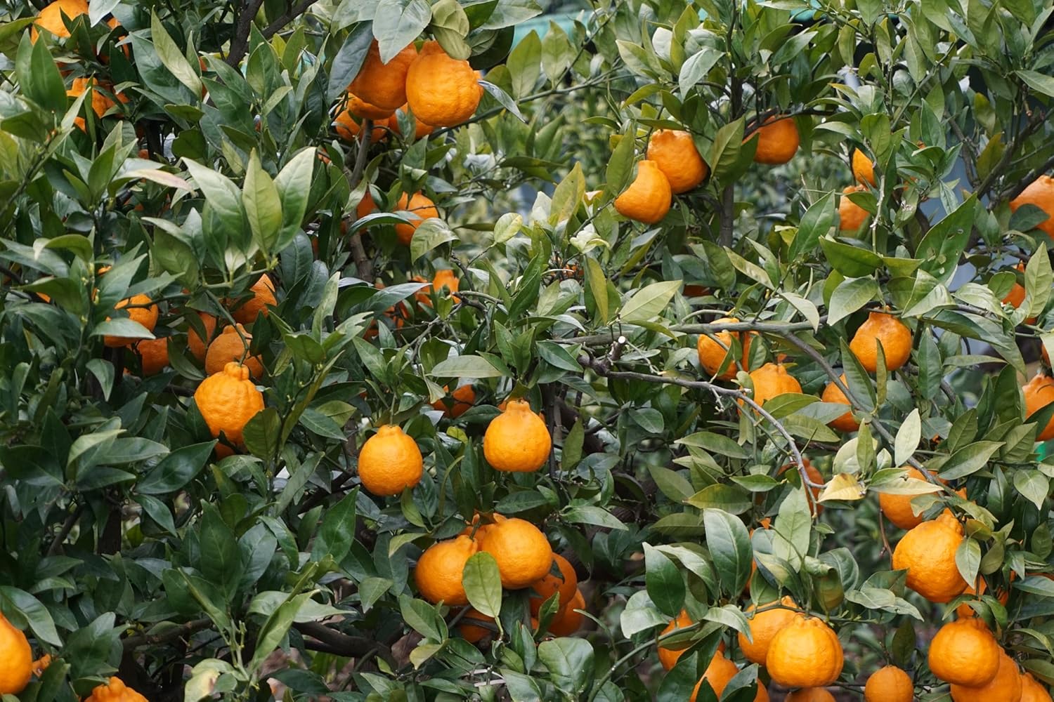 HAIO Jeju Hallabong Tea | Korean Tangerine Tea | 2.2 Pounds per Jar (1 kg) | 1 Jar