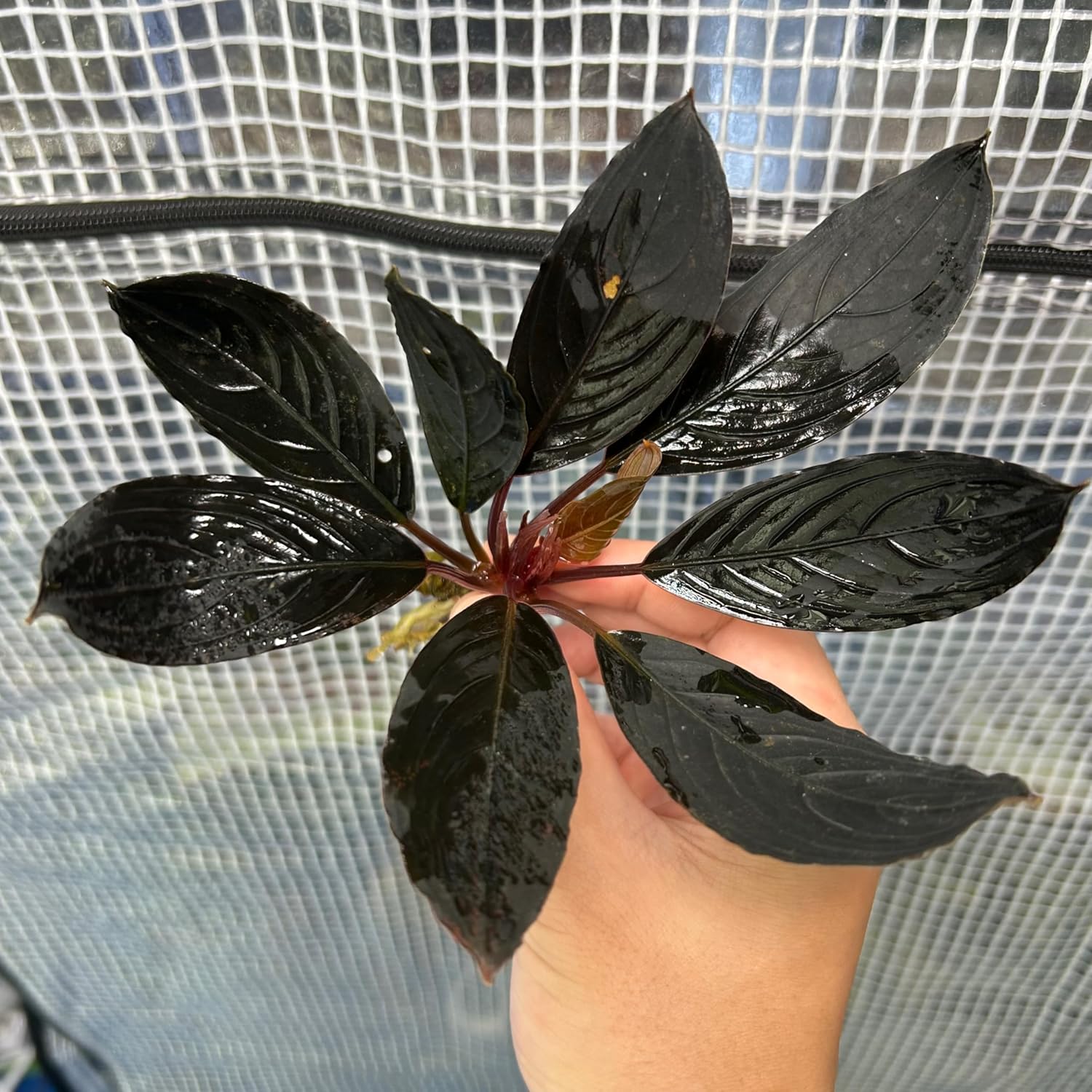 ビカクシダ　コロナリウム〔Thin Thin〕 コルク付け　特大サイズ3 ビカクシダ コロナリウム〔Thin Thin〕 コルク付け 特大サイズ3