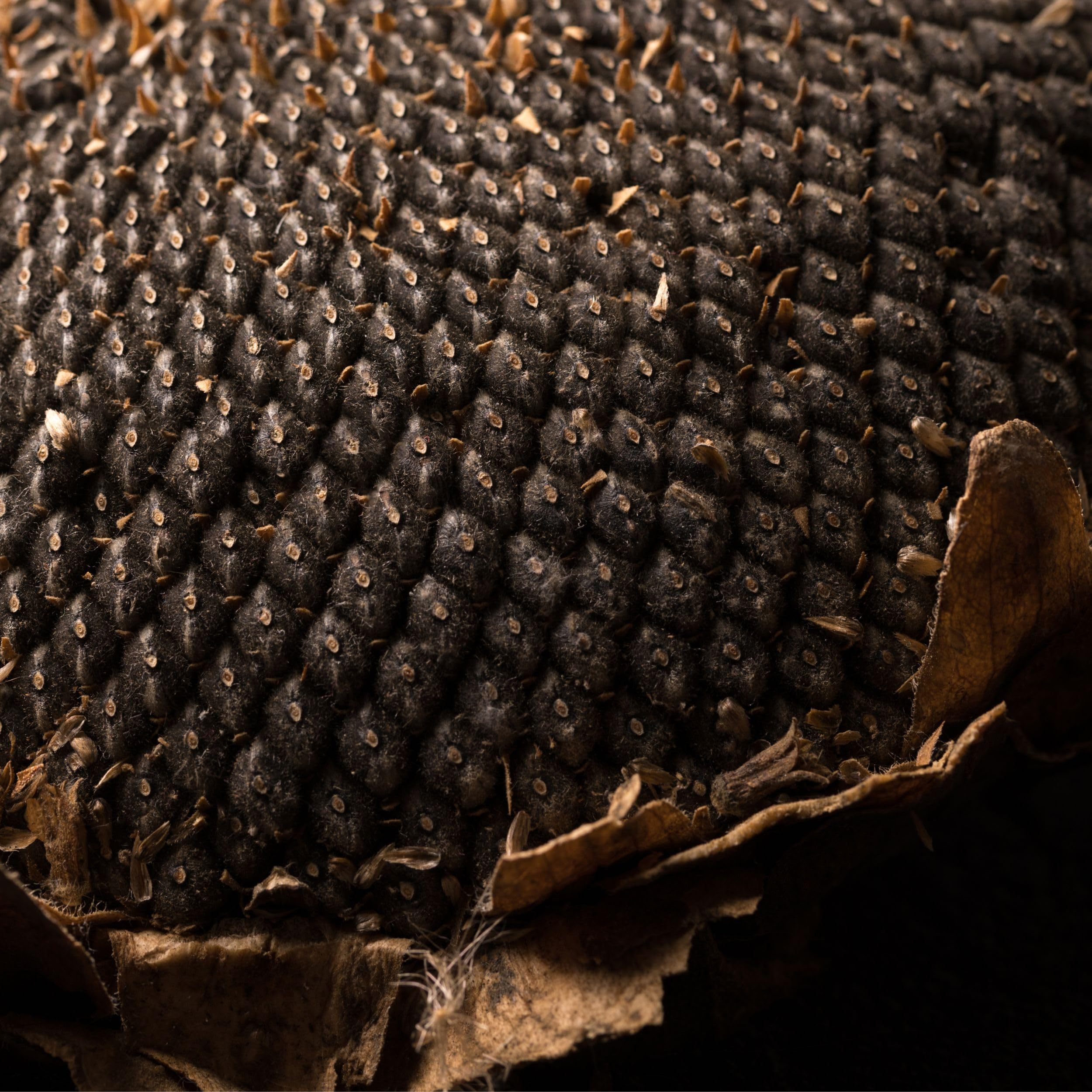 30kg Sonnenblumenkerne Schwarz für Wildvögel – Ganzjahres Vogelfutter, natürliche Energiequelle, Premium Qualität, ideal für Futterhaus & Futterspender, Vögel lieben es