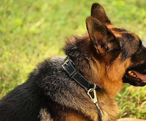 Miniatura 4 de Collar de perro de cuero genuino, collar de perro de cuero ajustable para perros pequeños y grandes (XS cuello de 7.9 a 11.8 pulgadas, mostaza)