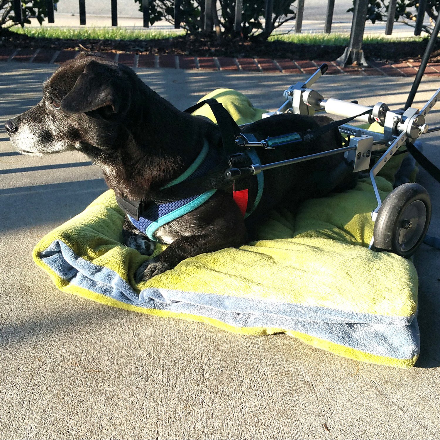 Best Friend Mobility SitGo Dog Pet Wheelchair Revolution Buy Online in