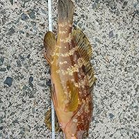 Amazon | メジャークラフト エギングロッド スピニング N-ONE ショア