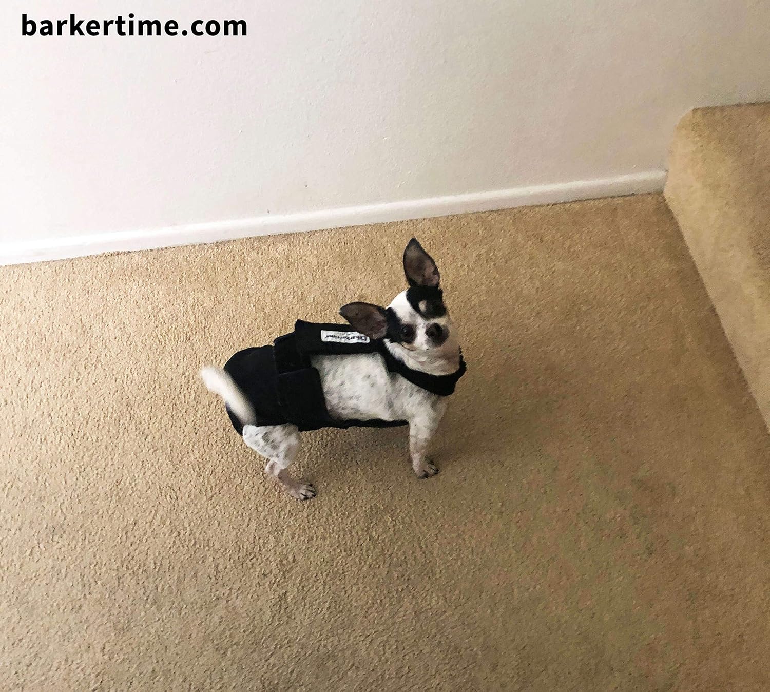 Midnight Black Mystique Dog Diaper Overall, L, Without Tail Hole - Made in USA