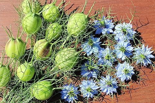 Miniatura 2 de Semillas de flores Love in a Mist para plantar (500 semillas) - Nigella damascena