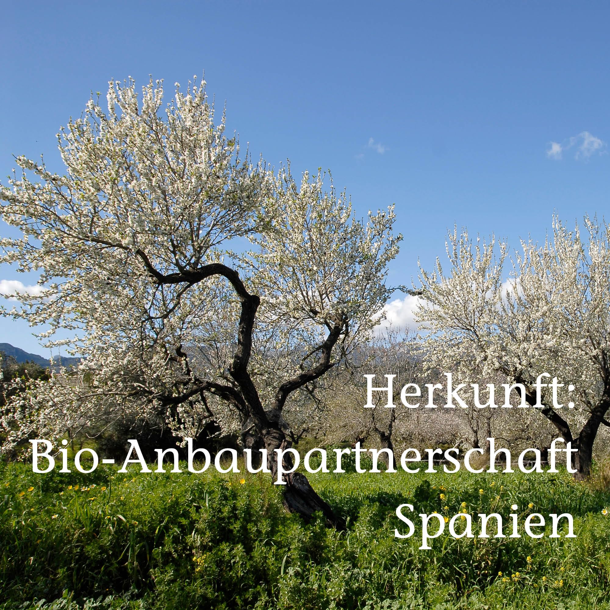 PRIMAVERA Pflegeöl Mandelöl bio* 6 x 100 ml – naturreine Pflanzenkraft – Glasflasche – Aromaöl, Körperöl, Naturkosmetik – gut verträglich, schützend, lindert Hautrötungen – vegan