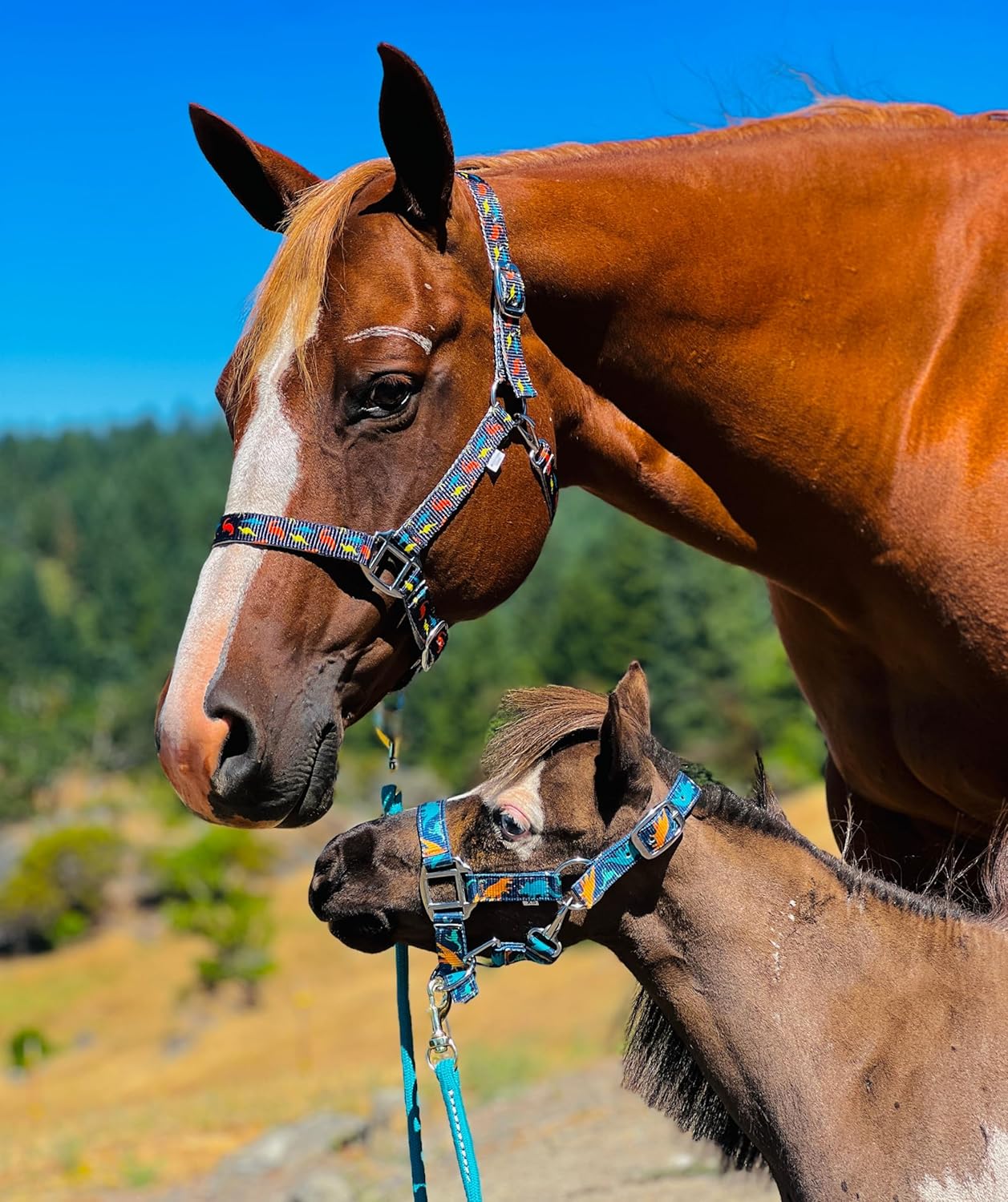 Star Point Horsemanship Rainbow Cheetah Halter