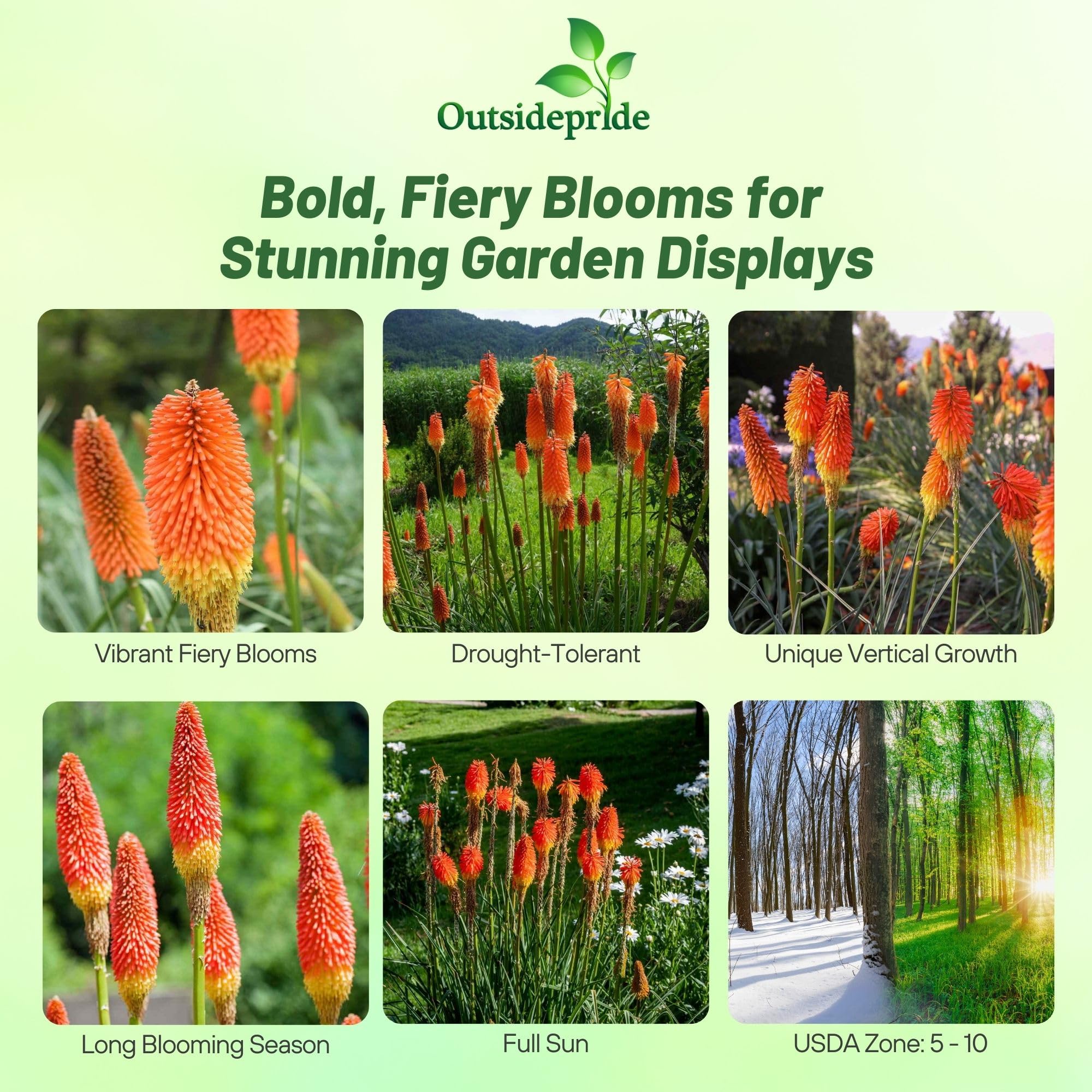 Red Hot Poker Bulbs