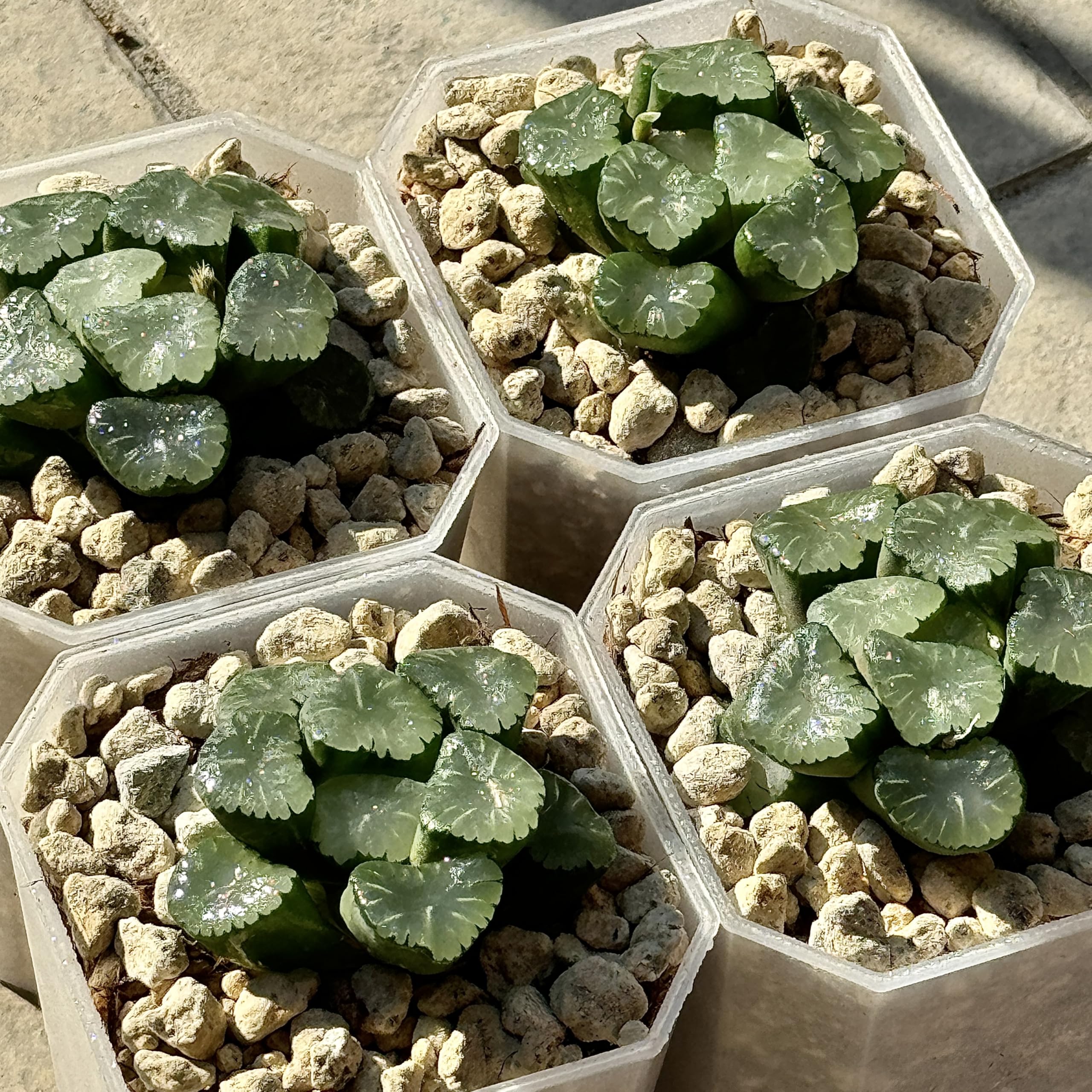 Amazon｜多肉植物 観葉植物 ハオルチア ハオルシア 天使万象 親株 レア
