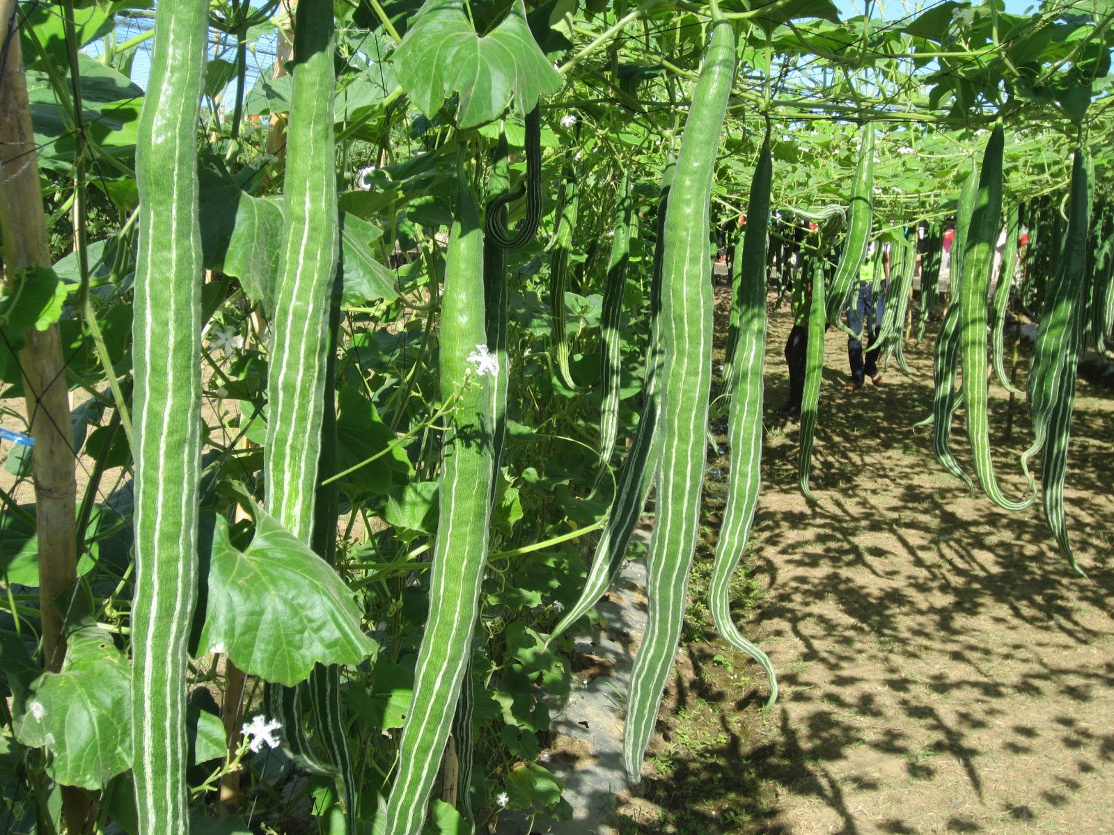 LiveNature Vegetable Seeds | Long Snake Gourd Seeds | Chichinda Seeds | Desi Seeds | Serpent Gourd Seeds | Home Garden Seeds - 50 Seeds (B0D5M673WL) Amazon Price History, Amazon Price Tracker