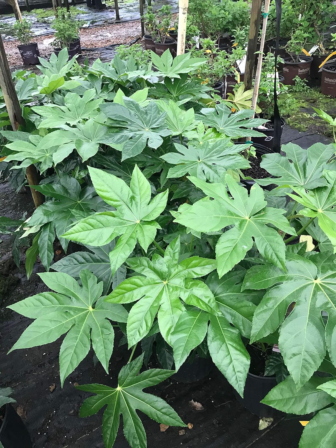 Evergreen Fatsia (Fatsia Japonica)
