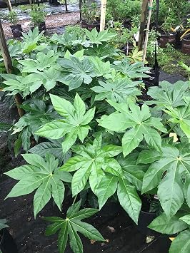 Evergreen Fatsia Fatsia Japonica - 3 Gallon Plants 24-30" - Shade to Partial Sun Outdoor Plant