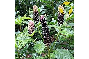 AMERICAN POKEWEED Phytolacca Americana 25 SEEDS