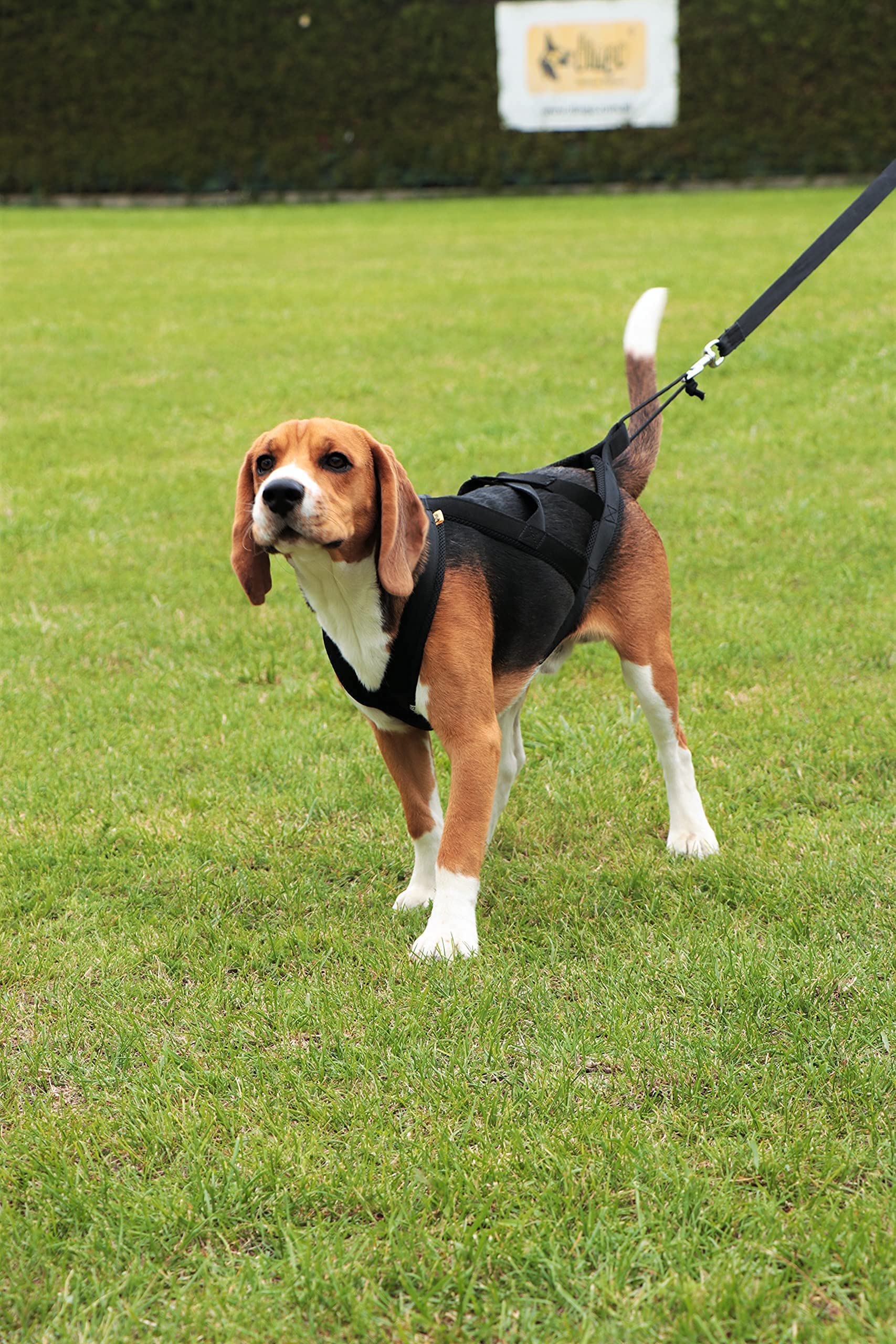 Dingo Imbracatura per cani Sled Colore Nero Imbracatura Canicross Bike Sci Jöring Training Dogtrekking Grande L 15066