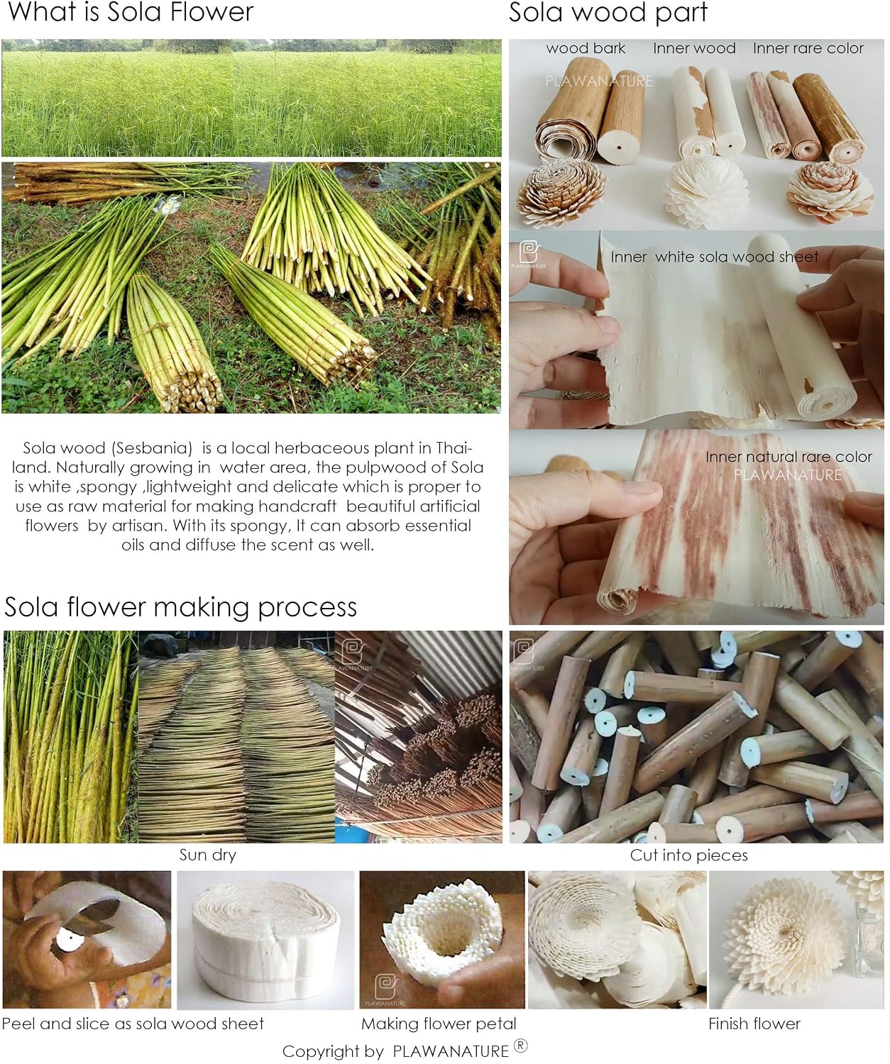 10 Blooming Lotus Sola Wood Flower with Reed Diffuser for Home Fragrance Aroma Oil by Plawanature