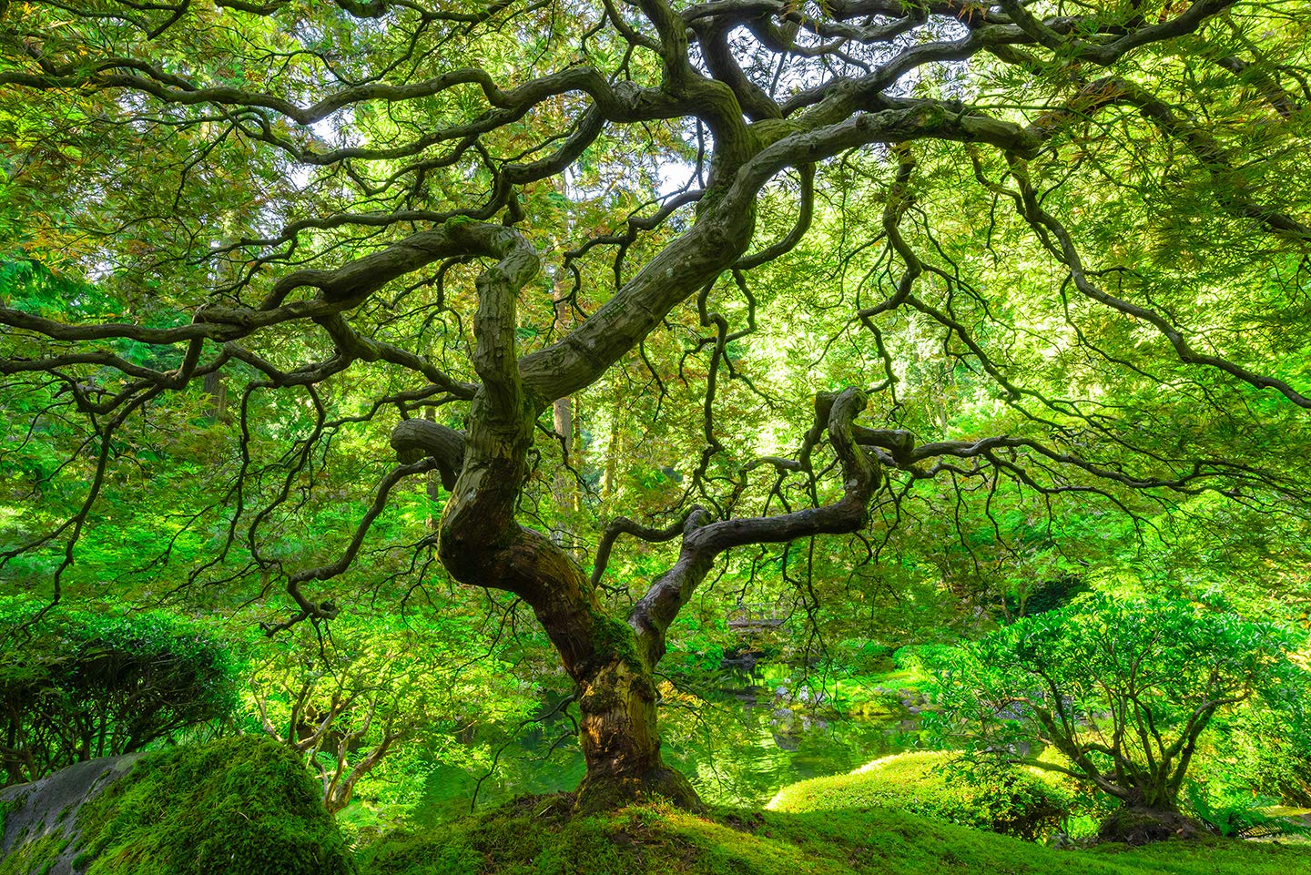 BannersNStands Reptile Habitat, Terrarium Background, Lush Spiraling Tree (Various Sizes) (12H x 30L)