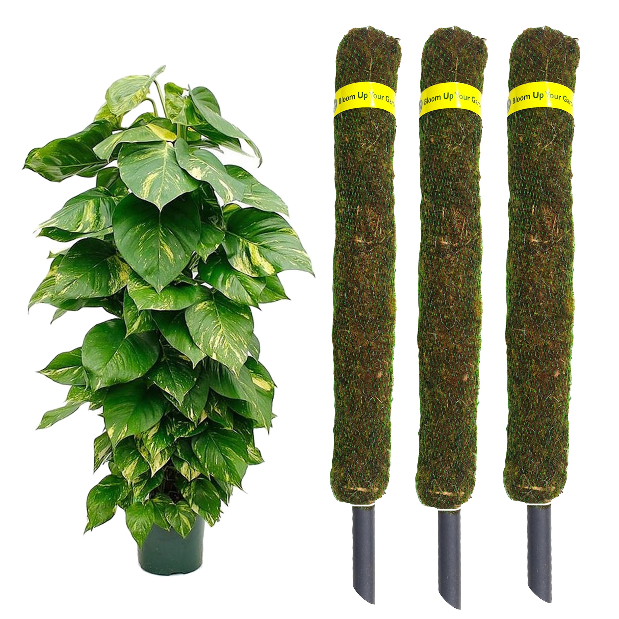 HN Organics Moss Stick 3 FT | Green Grass Pole for Plants Support | Moss Pole | Moss Stick | Moss Stick for Money Plant | Set of (1) (B0B8XJRL7B) Amazon Price History, Amazon Price Tracker