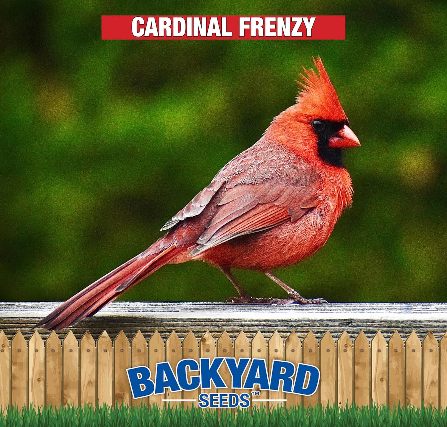 CountryMax Backyard Seeds Cardinal Frenzy Bird Seed Mix 30lbs - Premium Black Oil Sunflower & Safflower, Two Medium Bags of Wild Bird Food