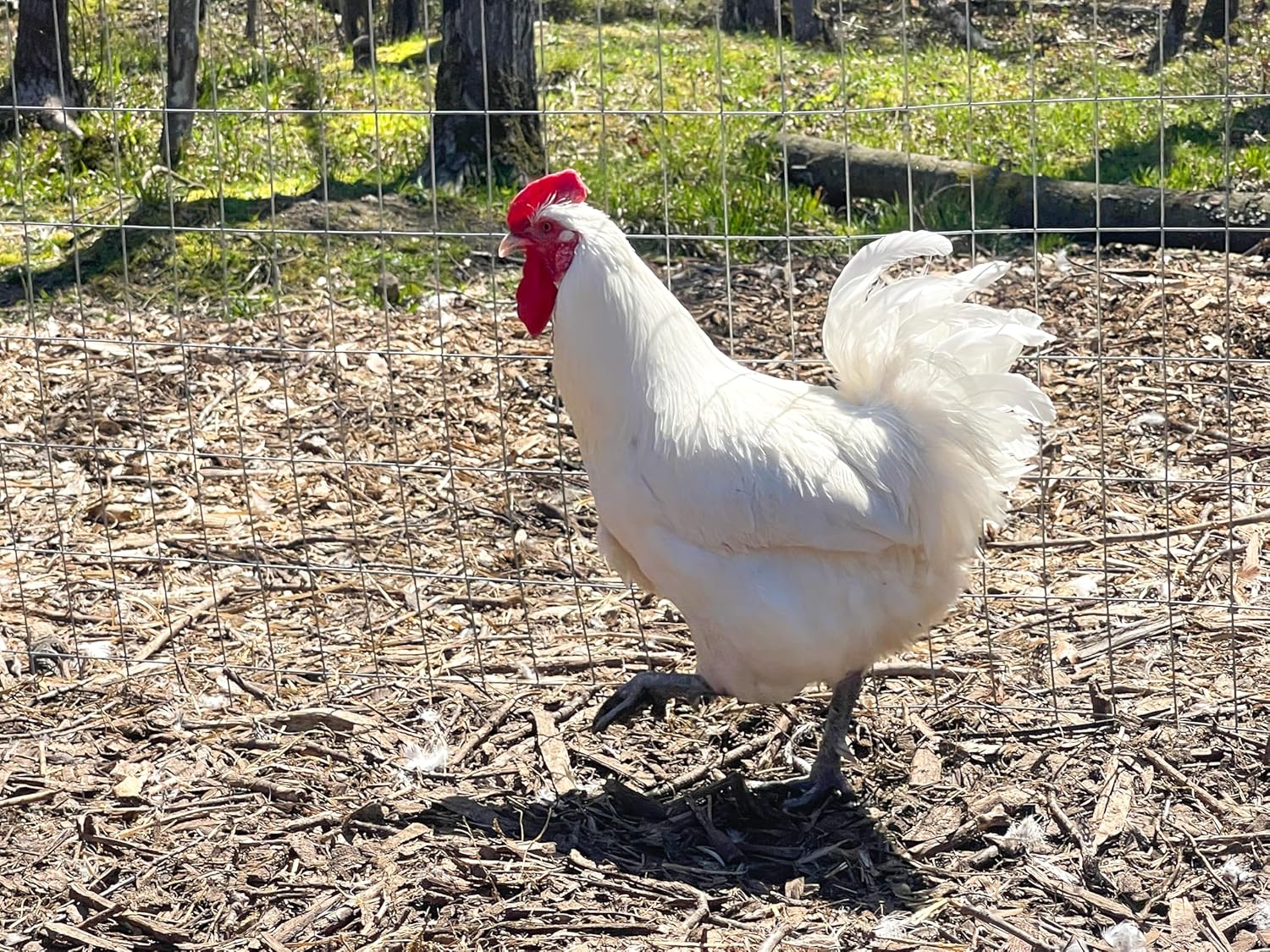 12 American Bresse Meat Chicken Large Hatching Eggs - Very Rare Meat/Layers
