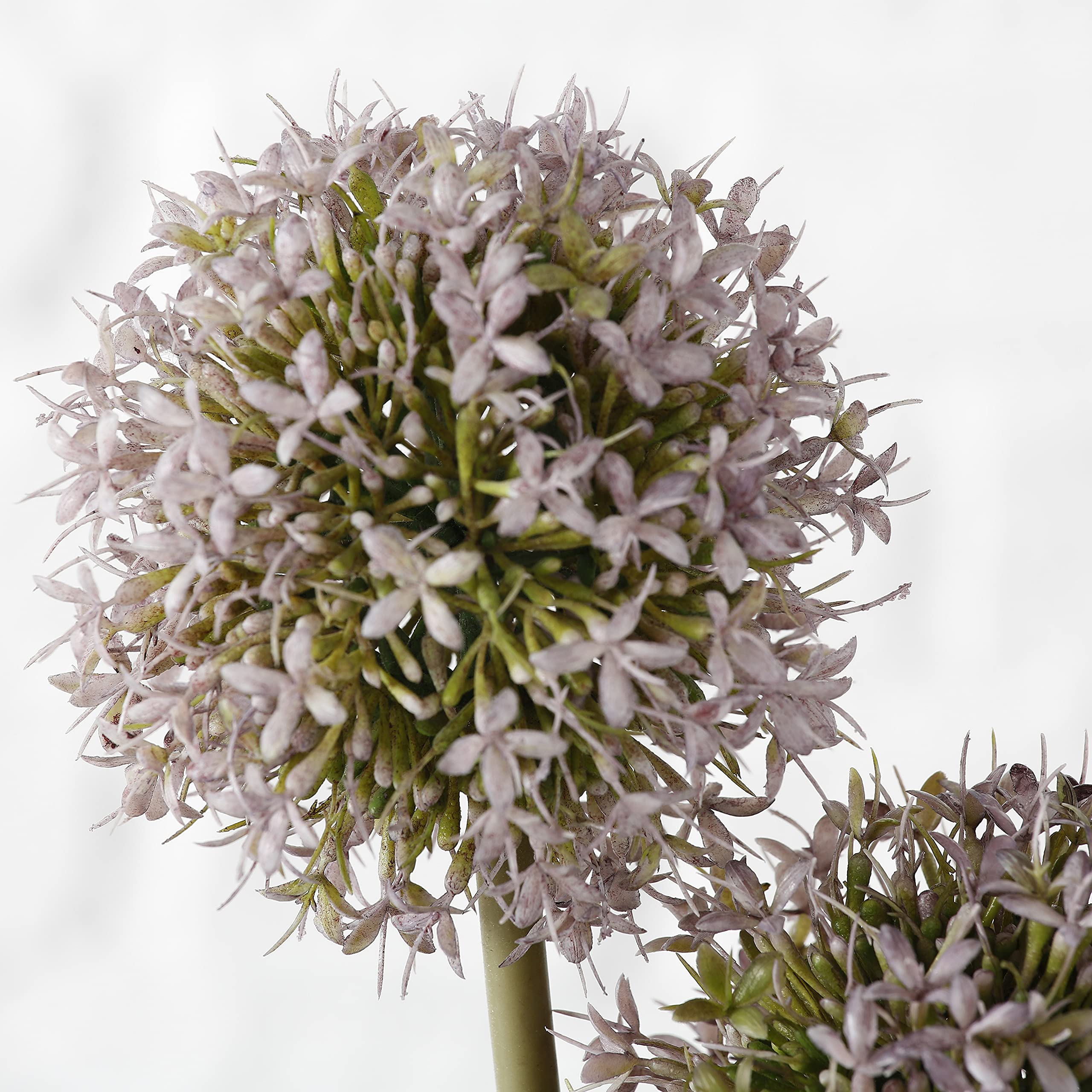 strelitzia immobilien gmbh & co. kg Strelitzie
