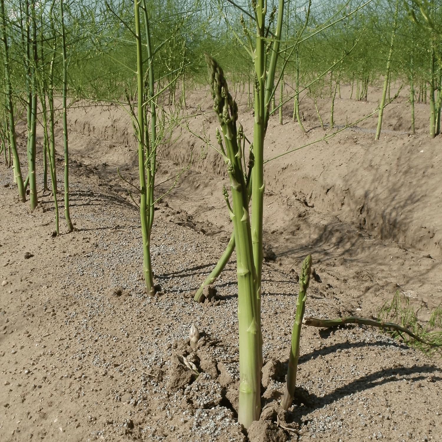 Mary Washington Asparagus Roots - Heirloom, Bare Root 2yr Asparagus Crowns from Hand Picked Nursery (25)