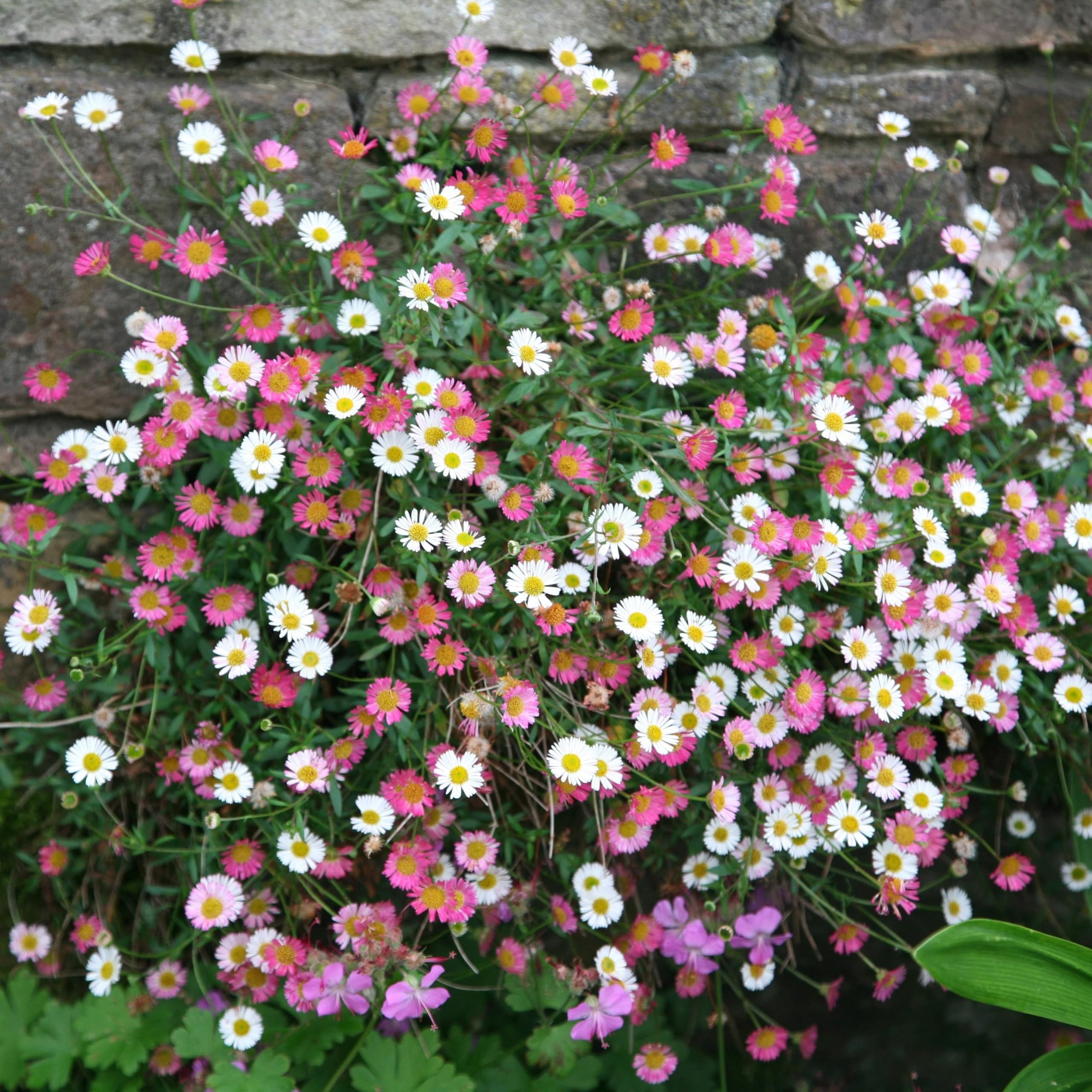 Plant Theory 9cm Pot Erigeron Karvinskianus Mexican Fleabane Outdoor Perennial with Pink and White Flowers