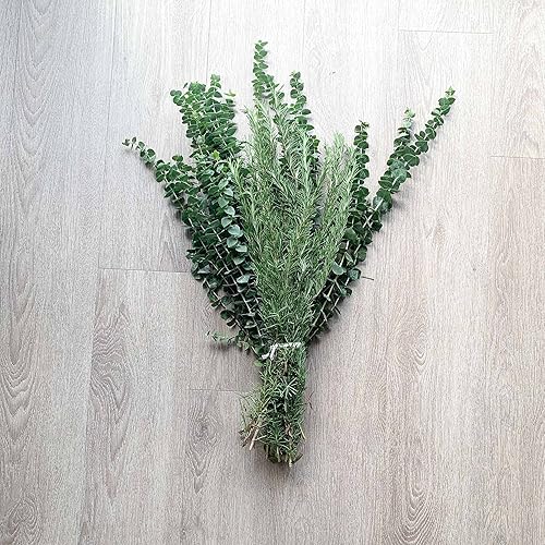 Miniatura 2 de Ramo de eucalipto fresco y romero para ducha | Romero fresco y aromático | Eucalipto fresco y fragante | 100% natural | Planta colgante de ducha de