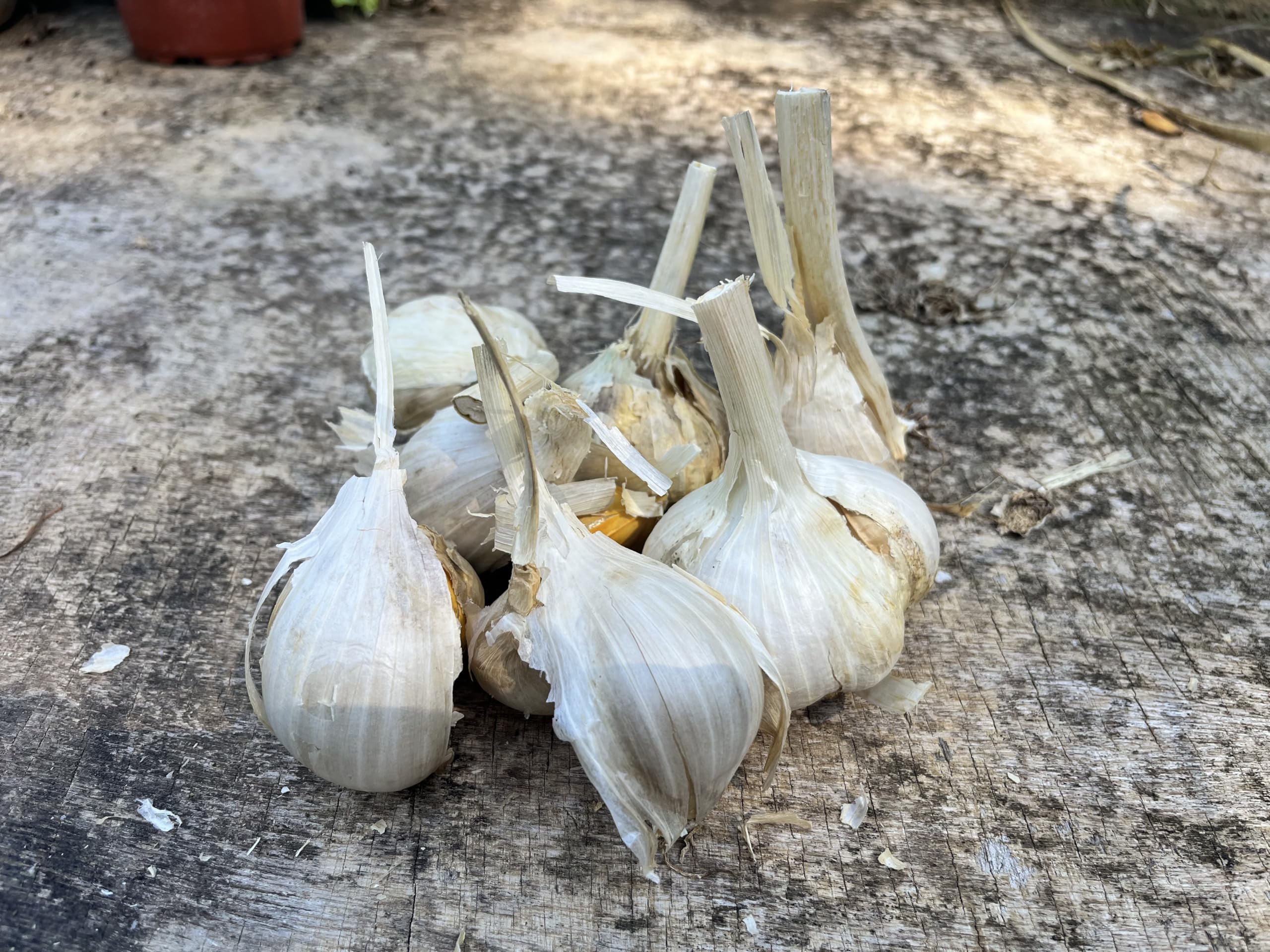 AGLIONE della Val di Chiana 500 grammi – Il vero “Aglio dei Gourmet”