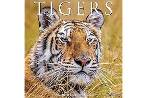 Bengals 2024 Calendar