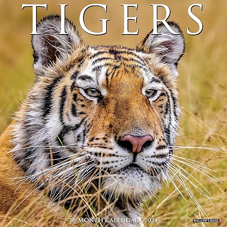 Bengals 2024 Calendar