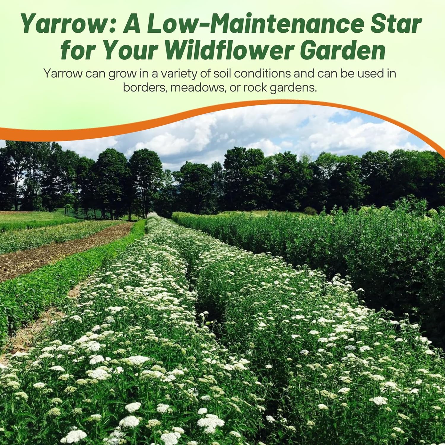 Outsidepride Achillea Millefolium Wild White Yarrow Seeds - 1 Lb. Perennial Flower Seeds, Drought Resistant, Low Maintenance & Easy Planting for Beautiful Garden & Fireflies Attraction