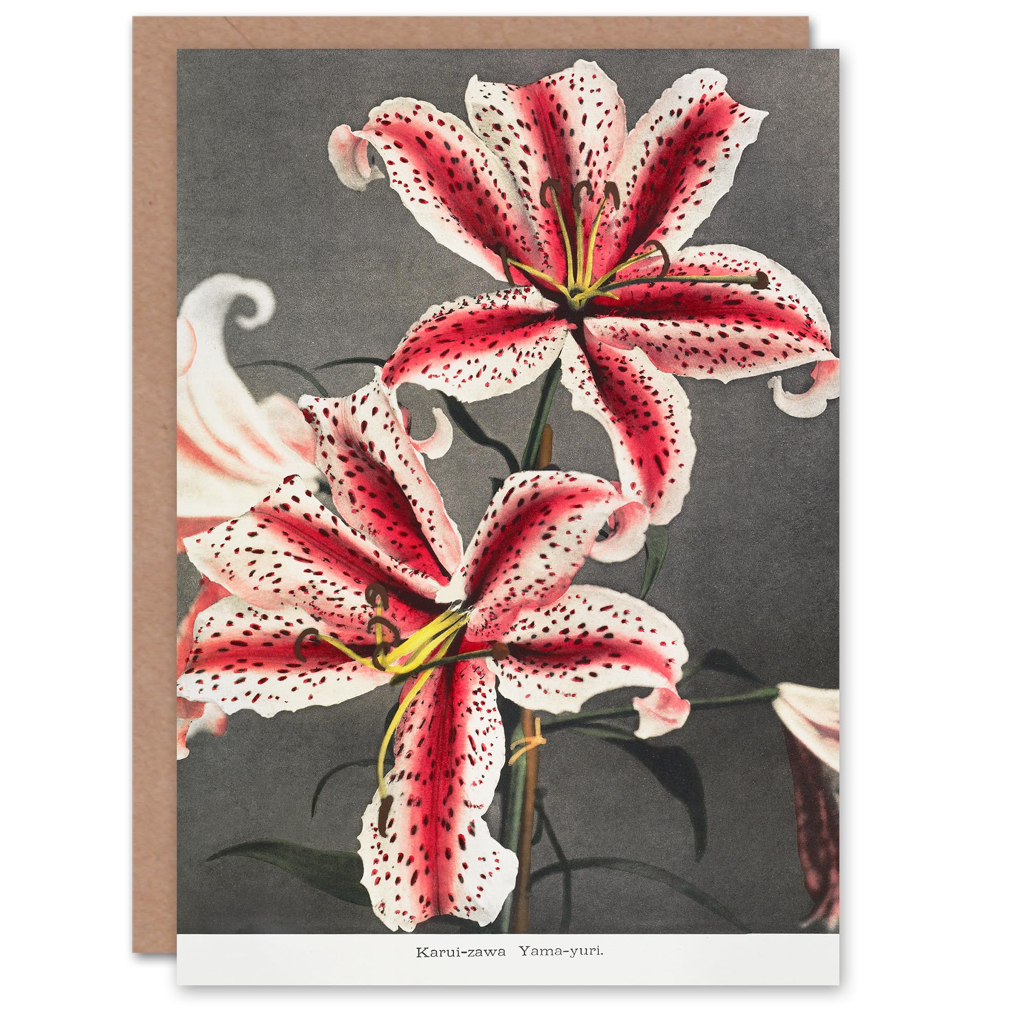 Artery8 Ogawa Kazumasa Japanese Art Card Pink Spotted Lily Flower Blooms