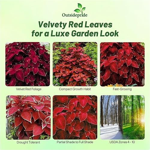 Miniatura 2 de Outsidepride Wizard Velvet Red Coleus Semillas para plantar  200 piezas anuales, compactas y fáciles de cultivar, semillas de flores con follaje