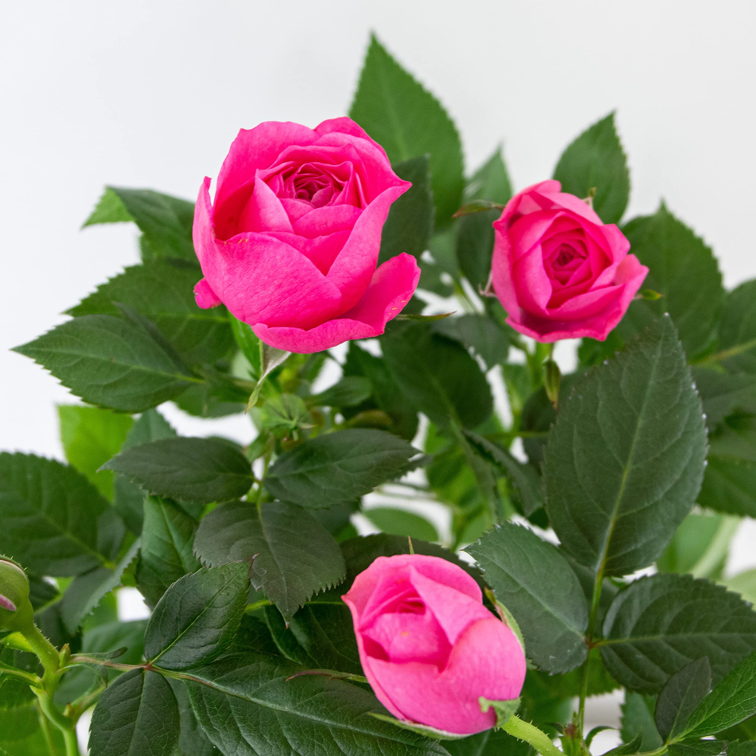 Bloomique - 3er-Set - Topfrosen Rosa - Fr drinnen und drauen geeignet -  Zimmerpflanzen - Gartenpflanzen - Terrassenpflanzen - Winterhart - Hhe  20-30 cm - Topf 12 cm : Amazon.de: Garten