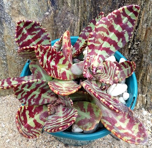 Miniatura 2 de 50 semillas de Kalanchoe Humilis  Cactus de color púrpura  Semillas exóticas raras de suculentas