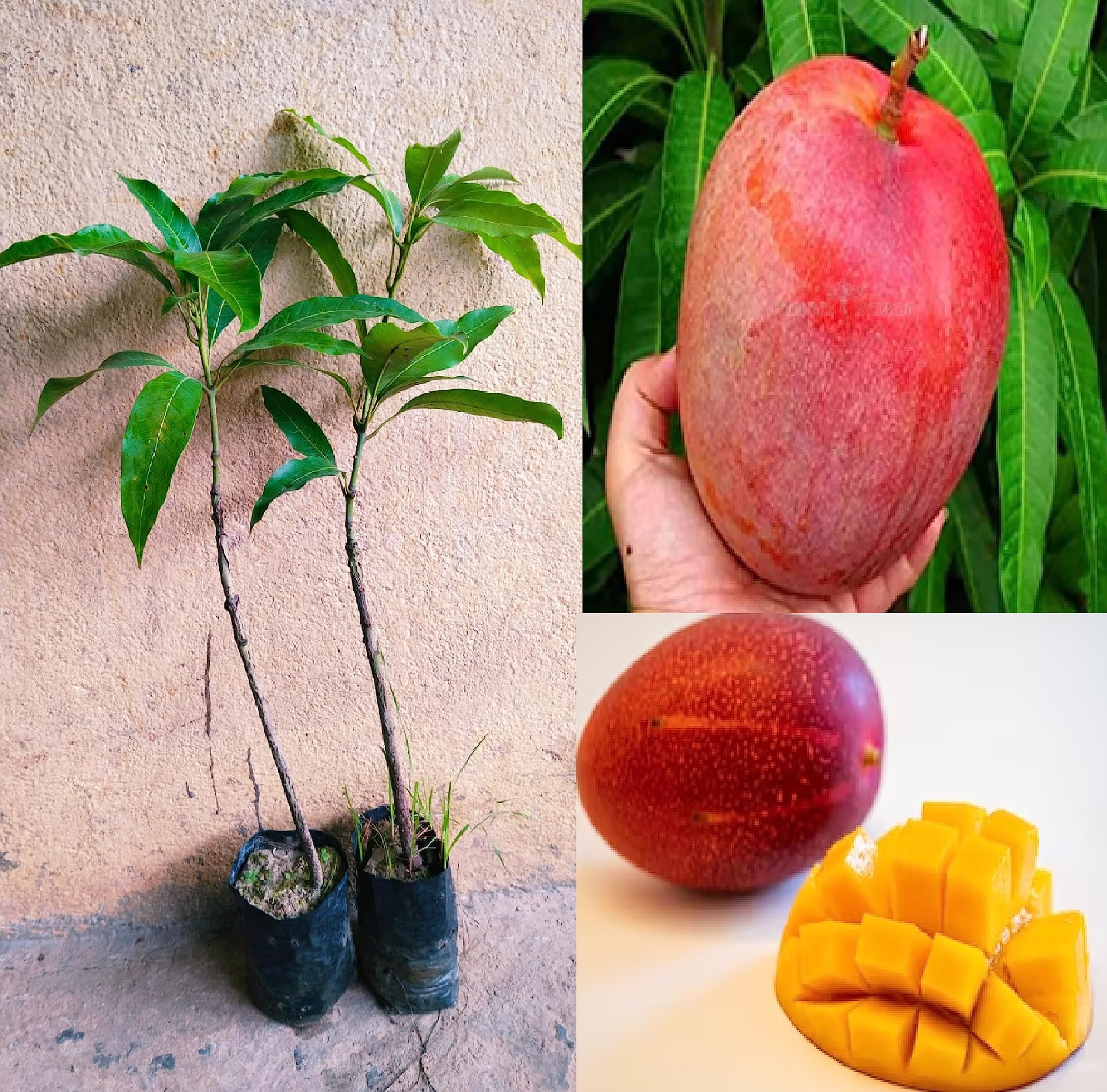Oxiflora-Miyazaki Mango (Combo Pack Of 2) Grafted Live Plant - Plant Height- 2 Ft To 3 Ft [Pack Of 2 Plant] (B0C7P7DG6G) Amazon Price History, Amazon Price Tracker