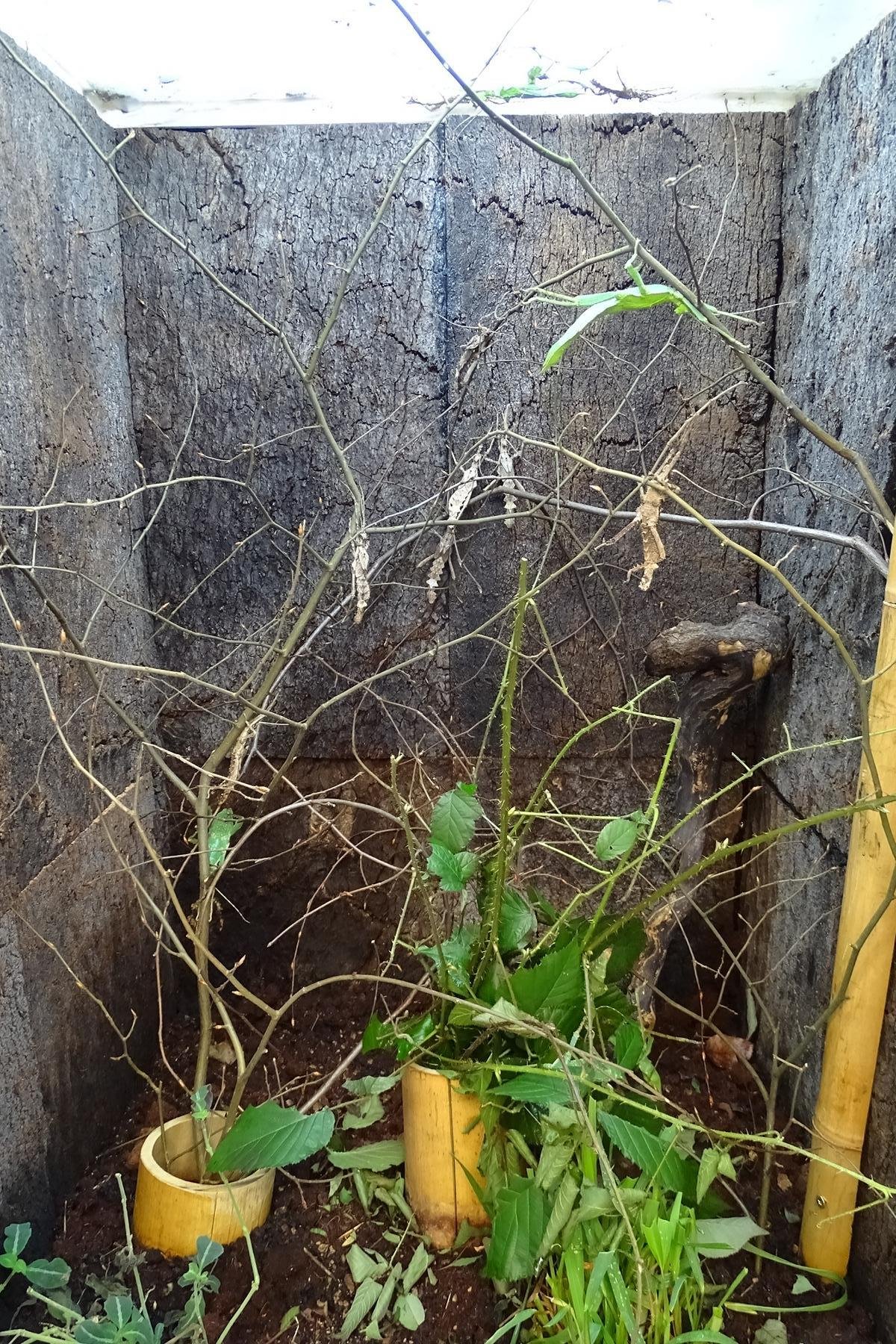 KorkDeko 3D Cork Background Wall One Piece of Cork Bark 60 x 30 cm