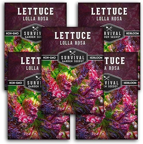 Paquete de 5 semillas de lechuga Lolla Rosa para plantar, paquete con instrucciones para cultivar lechuga de hojas rojas y verdes en el huerto de tu
