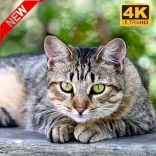 relaxing Cats screensaver 4K - Calming Cat Video TV Background with Calming Music to Reduce Stress - NO ADS