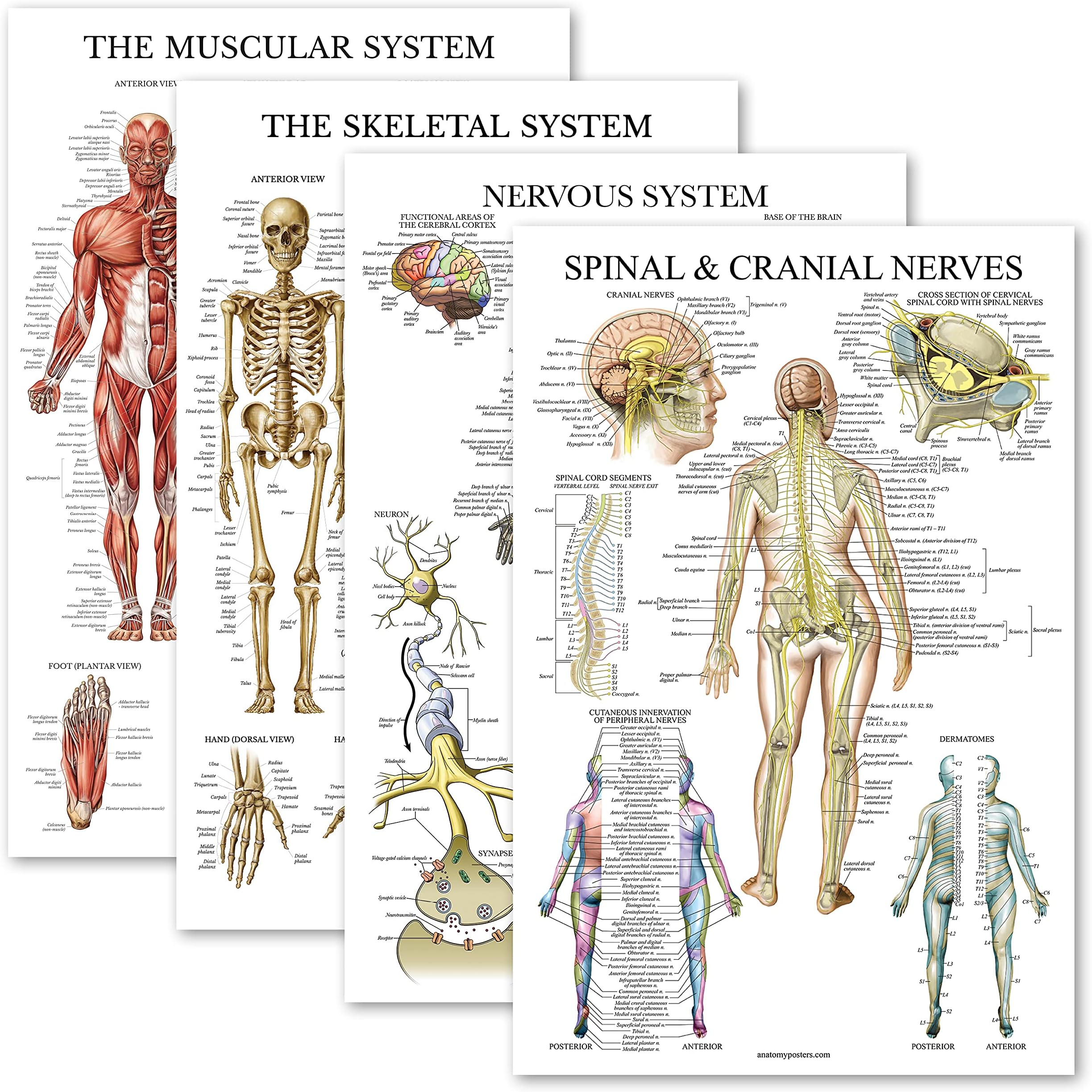 Palace Learning 4 Pack Anatomical Poster Set Laminated Muscular ...