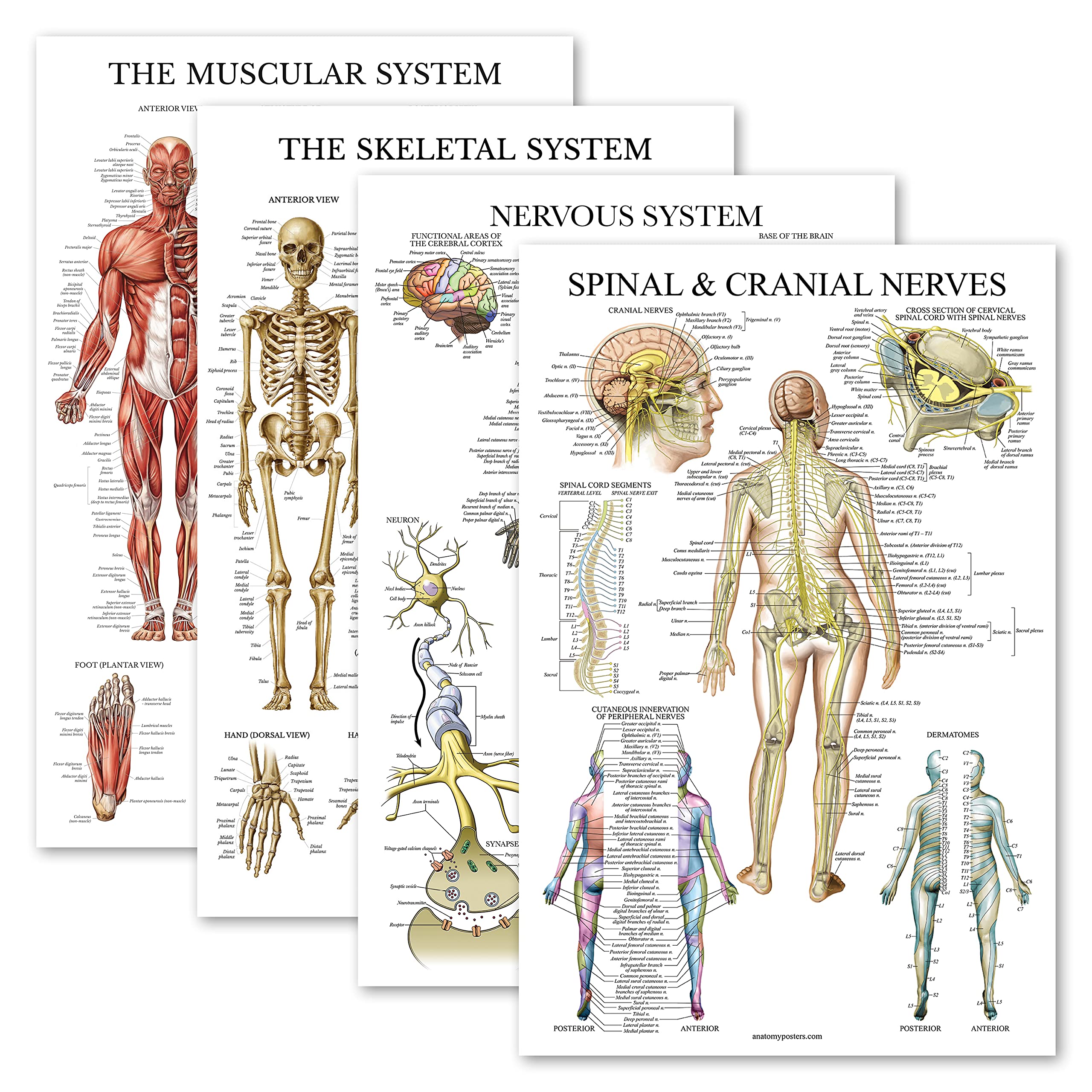 4 Pack - Anatomical Poster Set - Laminated - Muscular, Skeletal, Nervous System, Spinal Nerves - Anatomy Chart Set (LAMINATED, 18” x 27”)