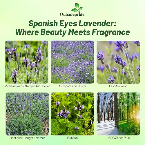 Miniatura 2 de Outsidepride 100 semillas de lavanda perenne ojos españoles hierba jardín semilla para plantar