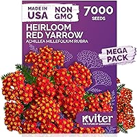 Vista 17 de KVITER 25 semillas de algodón blanco para plantar (Gossypium hirsutum) – Planta de algodón real, semillas de algodón para cultivo, semillas