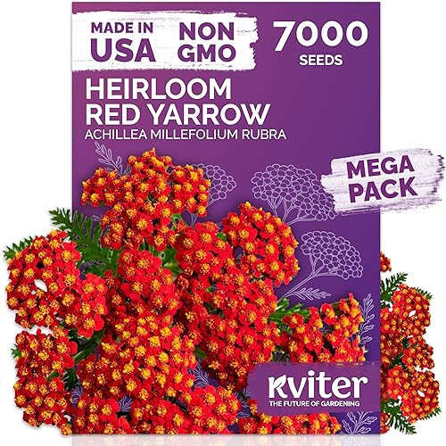KVITER 7000 semillas de milenrama roja (Achillea Millefolium Rubra) - Semillas de flores perennes para plantar en el exterior, reliquia y orgánicas,
