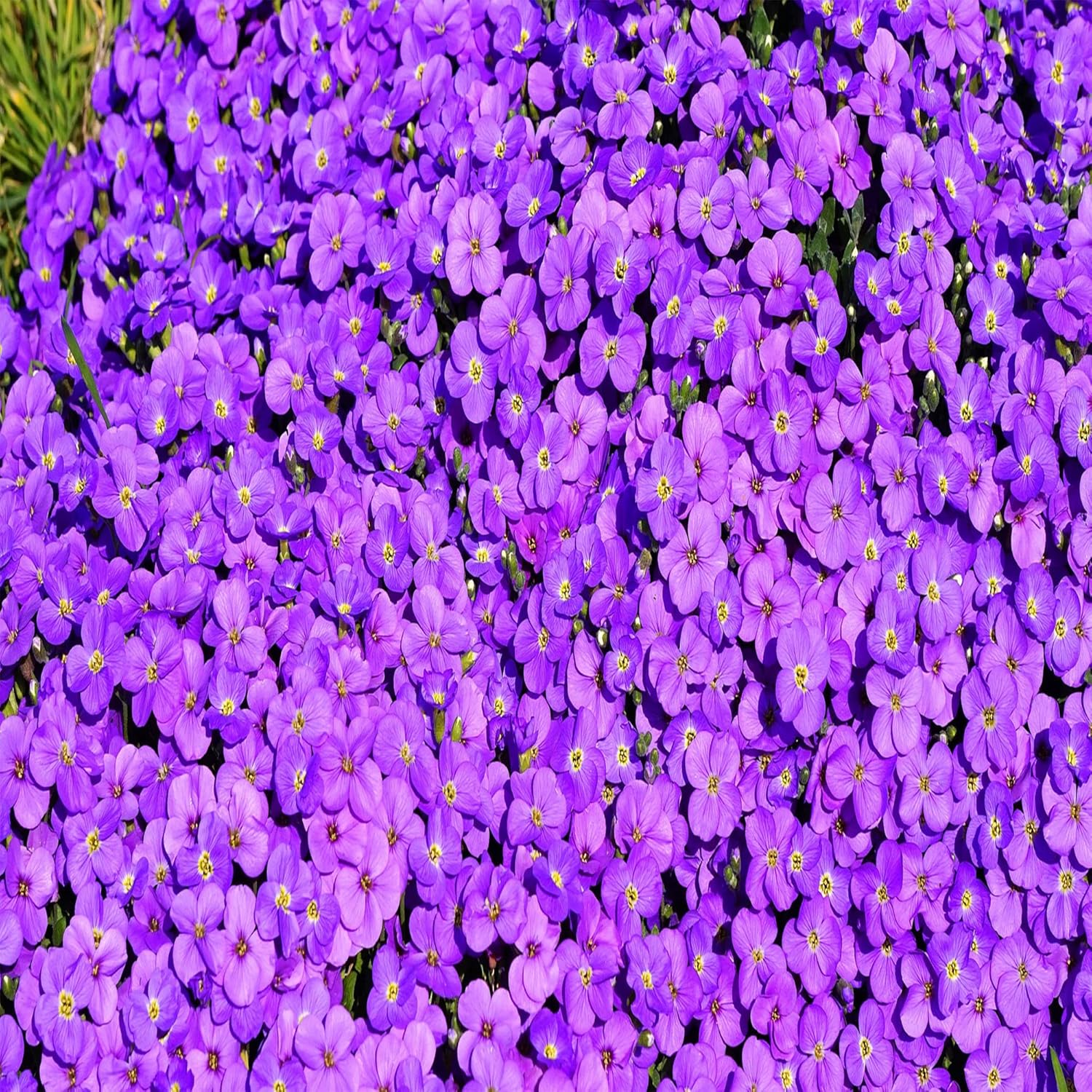 QAUZUY GARDEN Seeds 250 Premium Aubrieta Seeds Cascade