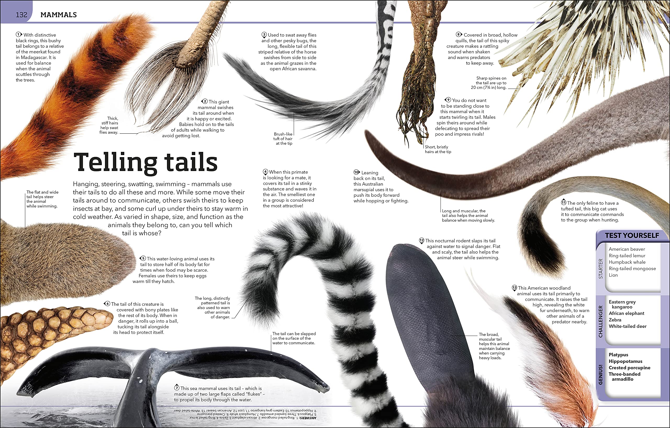 Animal Knowledge Genius!: A Quiz Encyclopedia to Boost Your Brain
