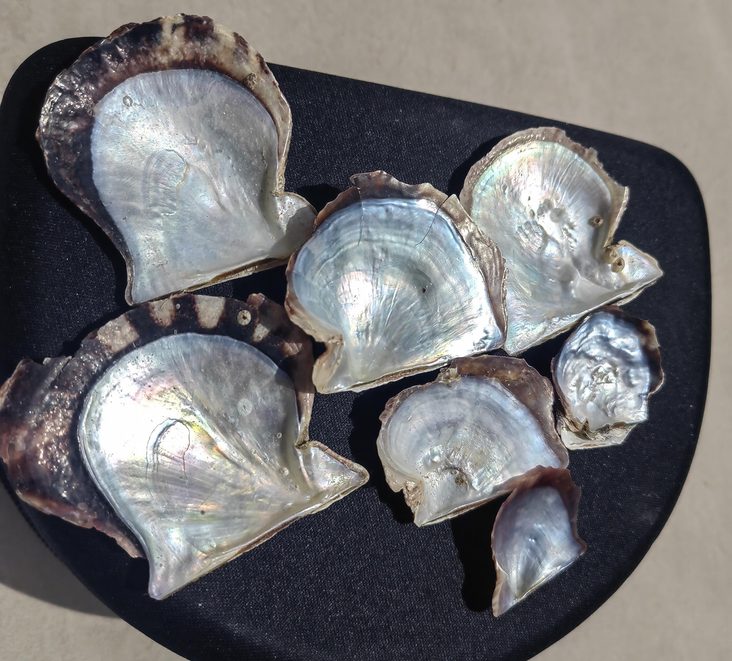 Amazon.co.jp: 天然本物アコヤ 真珠貝 ビッグ : ホーム＆キッチン