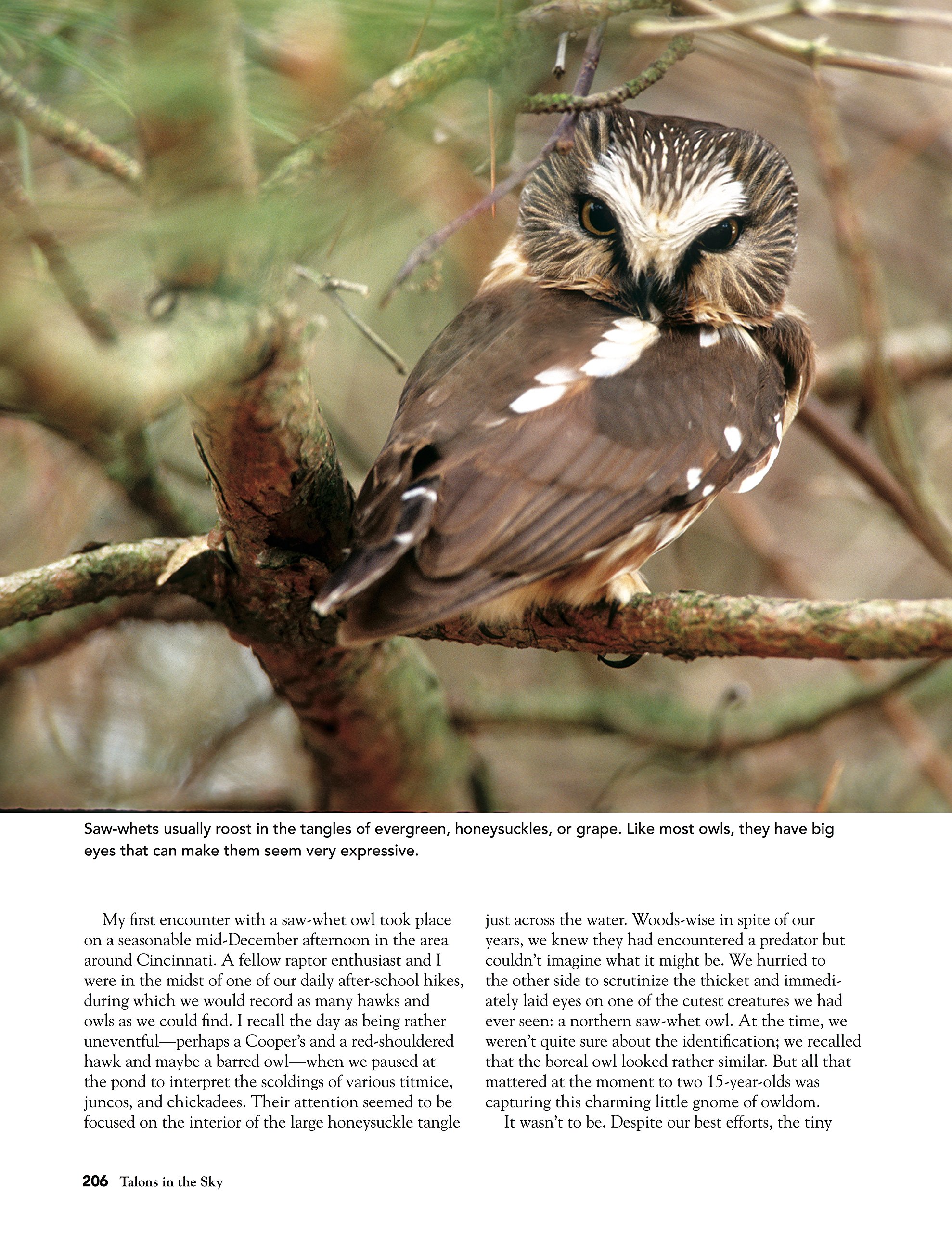 Amazon.co.uk: Wildfowl Carving Magazine: books, biography, latest