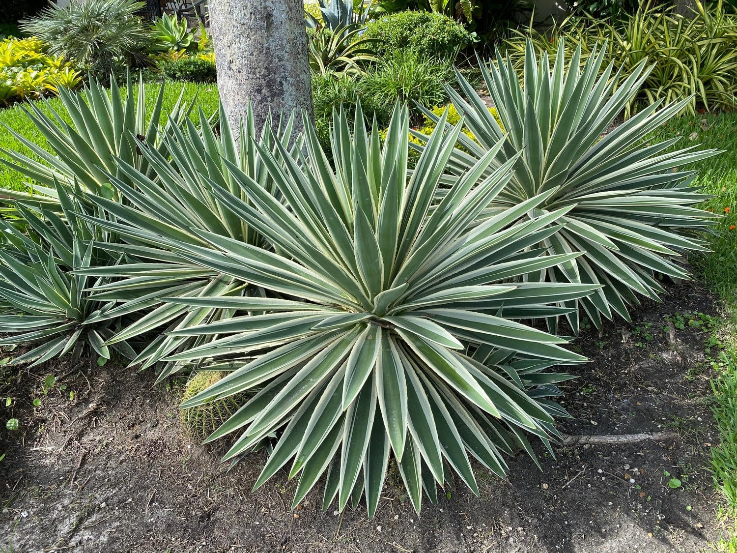 Caribbean Agave Plant, Agave angustifolia, Live Indoor/Outdoor Succulent (6IN Pot; 11-14IN)